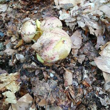 Image of Royal Bolete