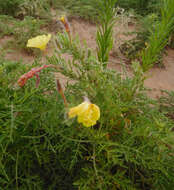 Image of showy evening primrose