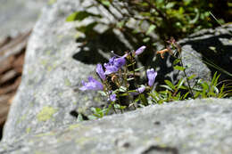 Image of Bush Penstemon