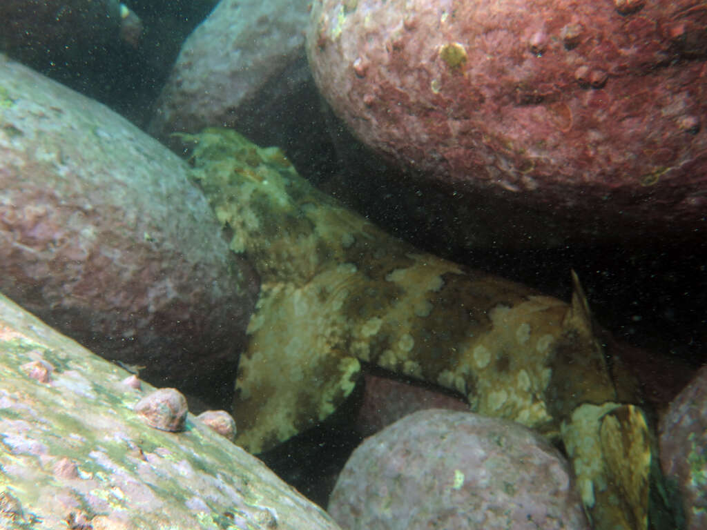 Image of Banded Wobbegong