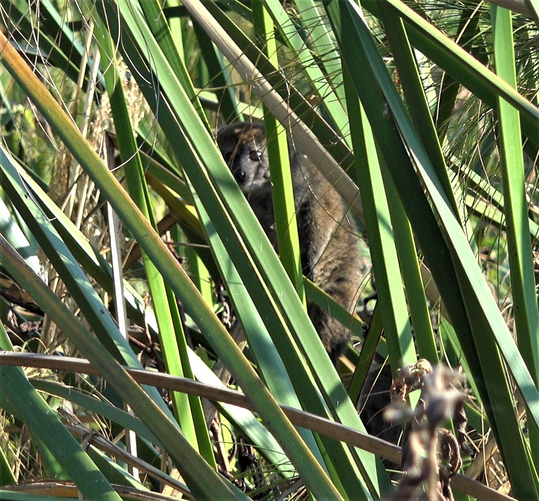 Image of Alaotra Reed Lemur