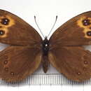 Image of Erebia niphonica Janson 1877