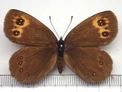 Image of Erebia niphonica Janson 1877