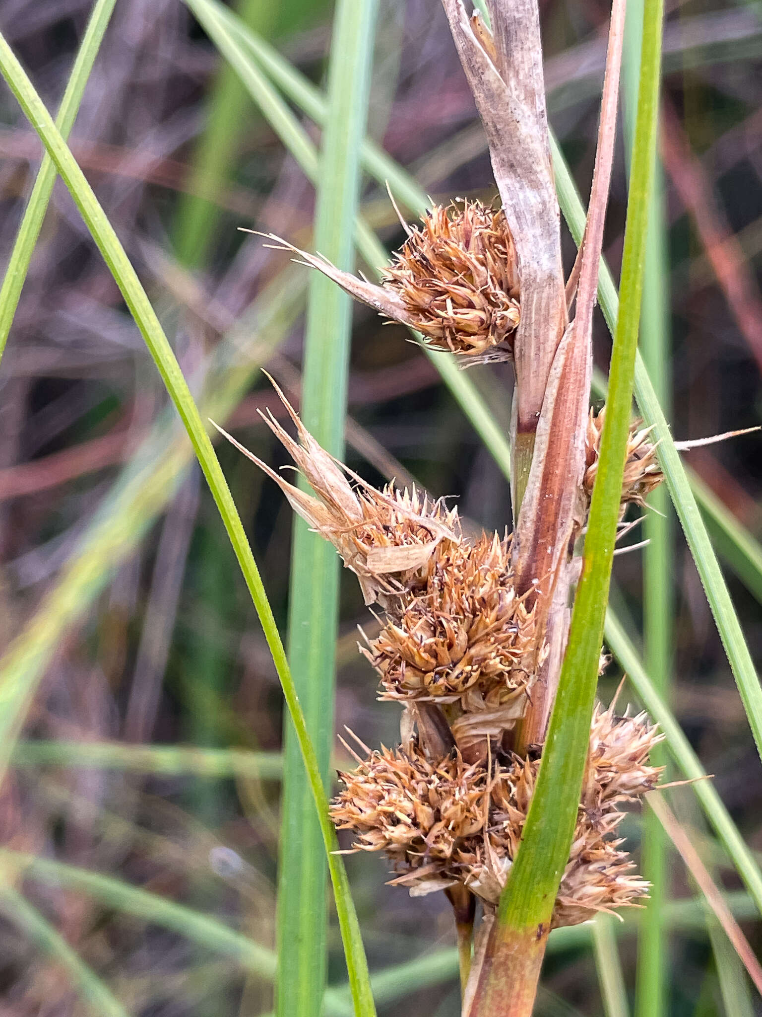 Gahnia trifida Labill.的圖片