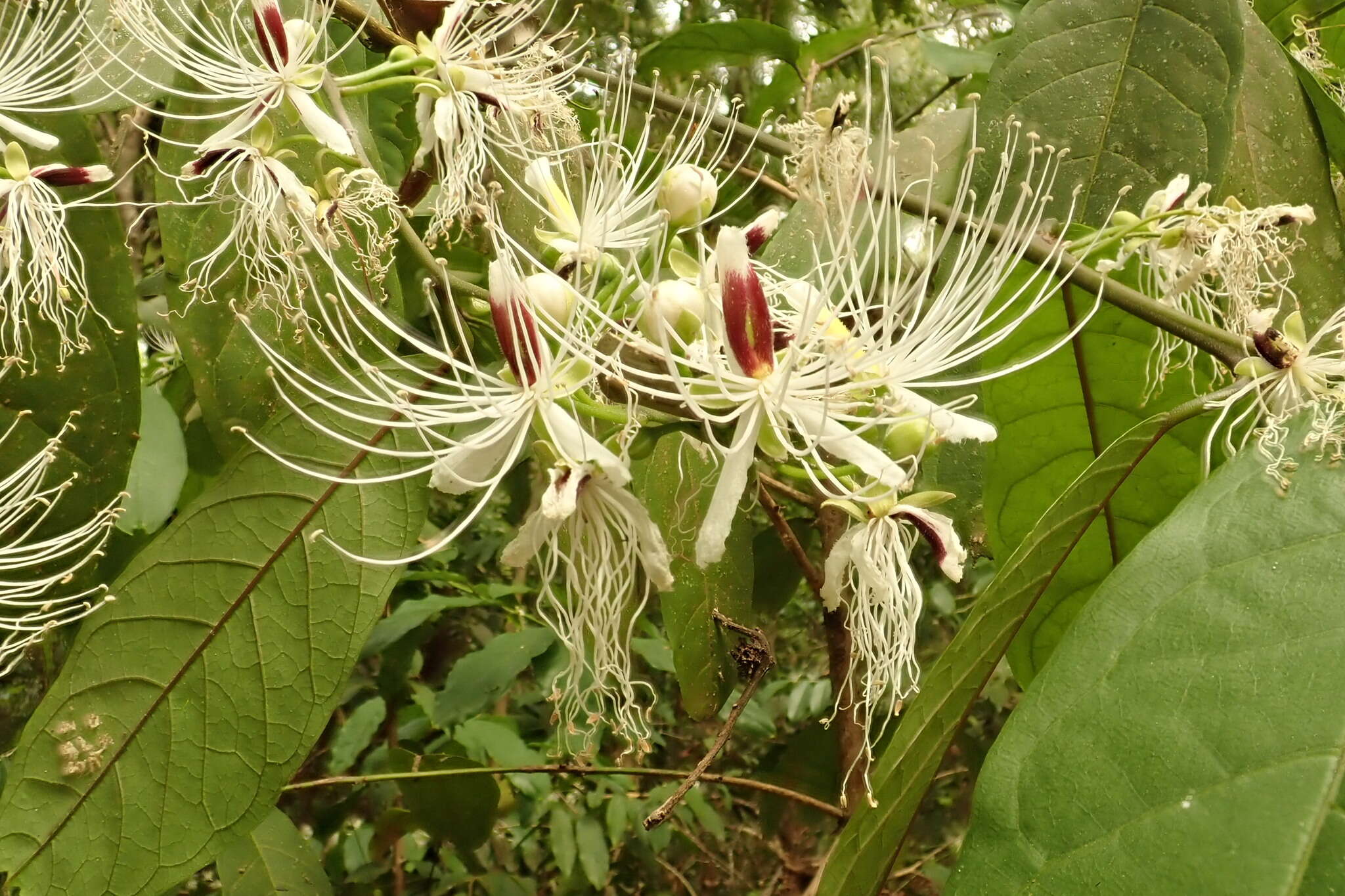 Слика од Capparis micracantha DC.