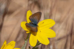 Image de Nacaduba biocellata (Felder & Felder 1865)