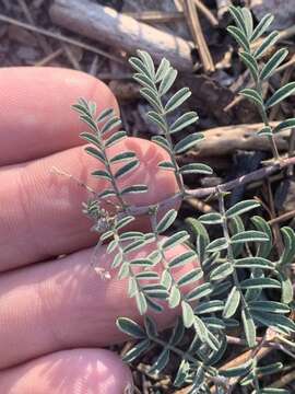 Sivun Astragalus subcinereus A. Gray kuva