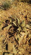 Image of Hermannia lancifolia Szyszyl.