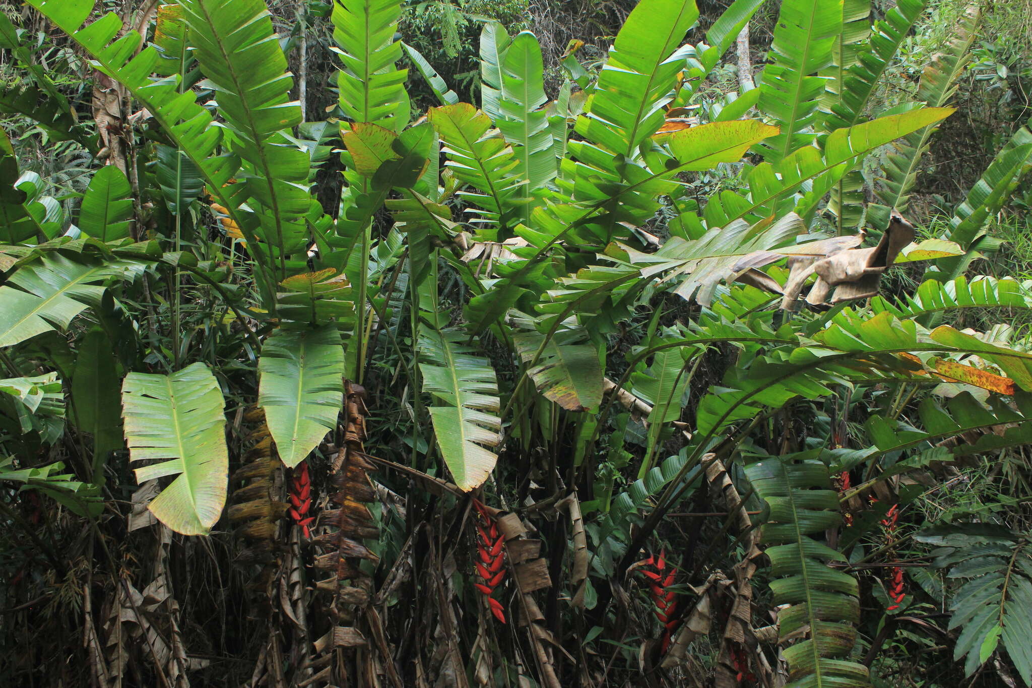 صورة Heliconia huilensis Abalo & G. Morales