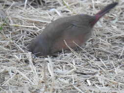 Image of African Firefinch