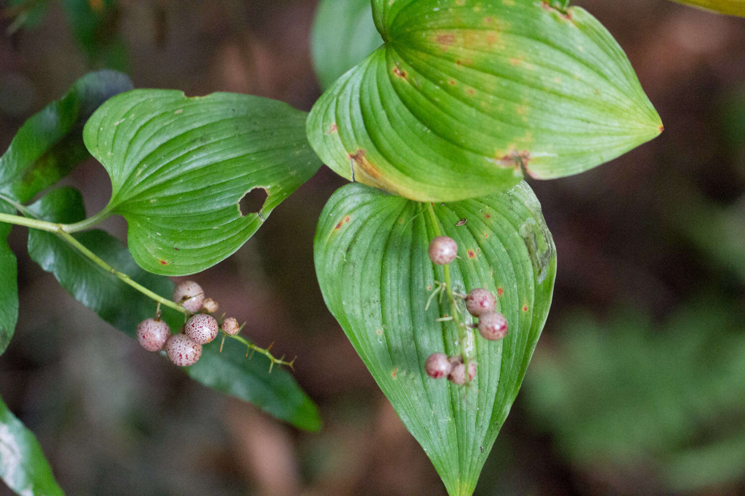 Imagem de Maianthemum dilatatum (Alph. Wood) A. Nelson & J. F. Macbr.