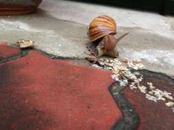 Image of Achatina fulica