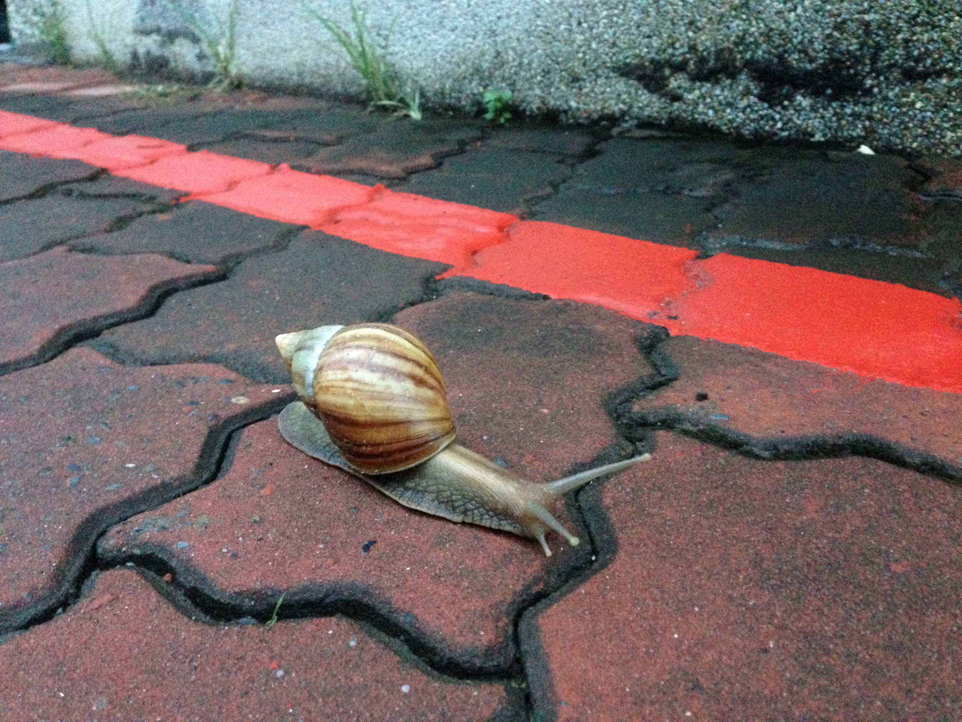 Image of Achatina fulica