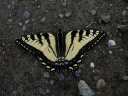 صورة Papilio rutulus Lucas 1852