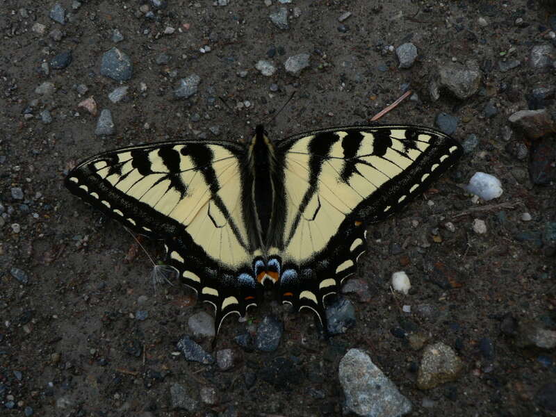 صورة Papilio rutulus Lucas 1852