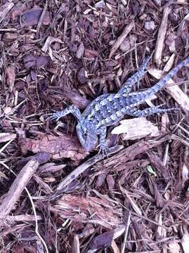 Image of Texas Spiny Lizard