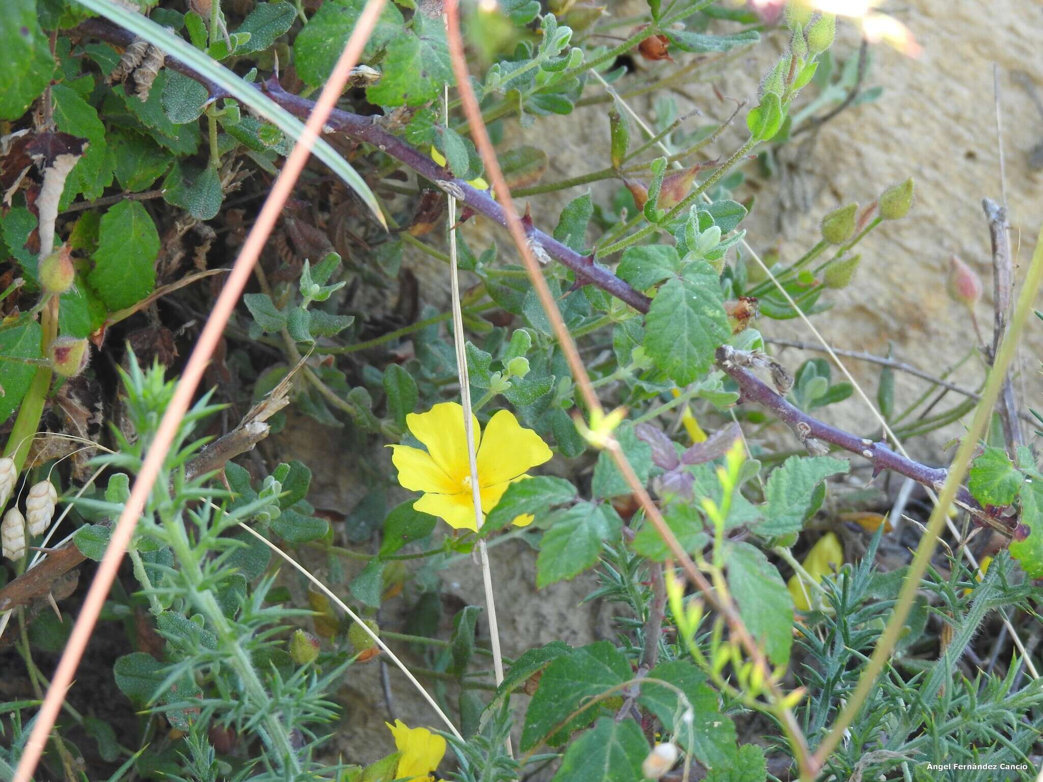 Image of Halimium lasianthum subsp. alyssoides (Lam.) Greuter