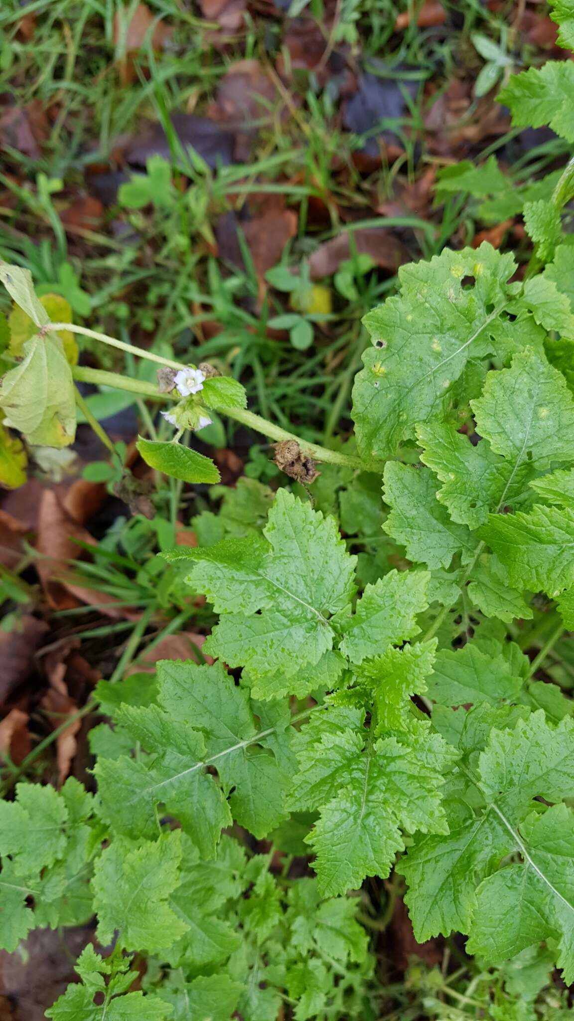 Image of cluster mallow