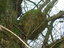 Image of Wych elm