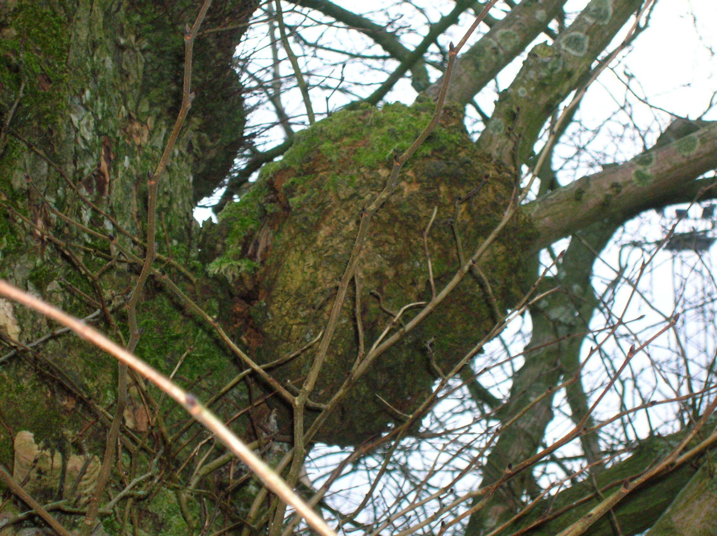 Image of Wych elm