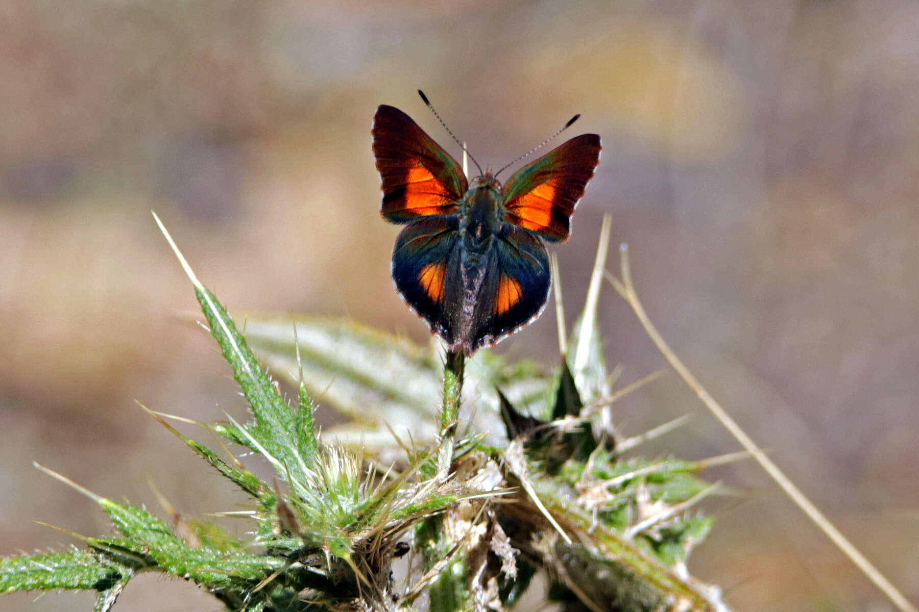 Image of Paralucia aurifer (Blanchard 1848)