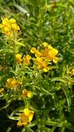 Image of sweetscented marigold