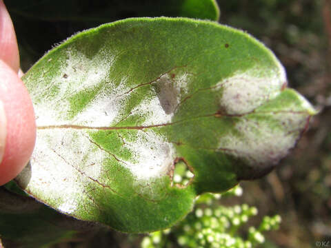 Image of Exobasidium arctostaphyli Harkn. 1884