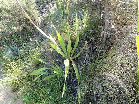 Imagem de Watsonia meriana (L.) Mill.