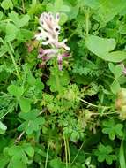 Image of field fumitory