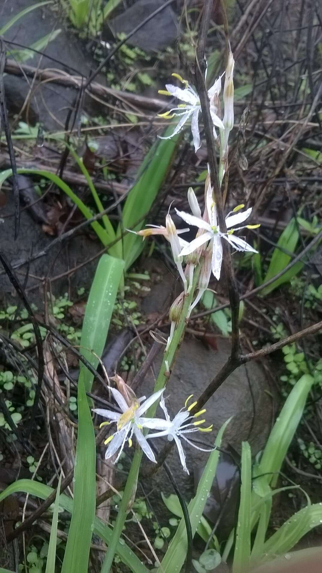 Image of Chlorophytum borivilianum Santapau & R. R. Fern.