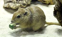 Image of gerbils, jirds, and relatives