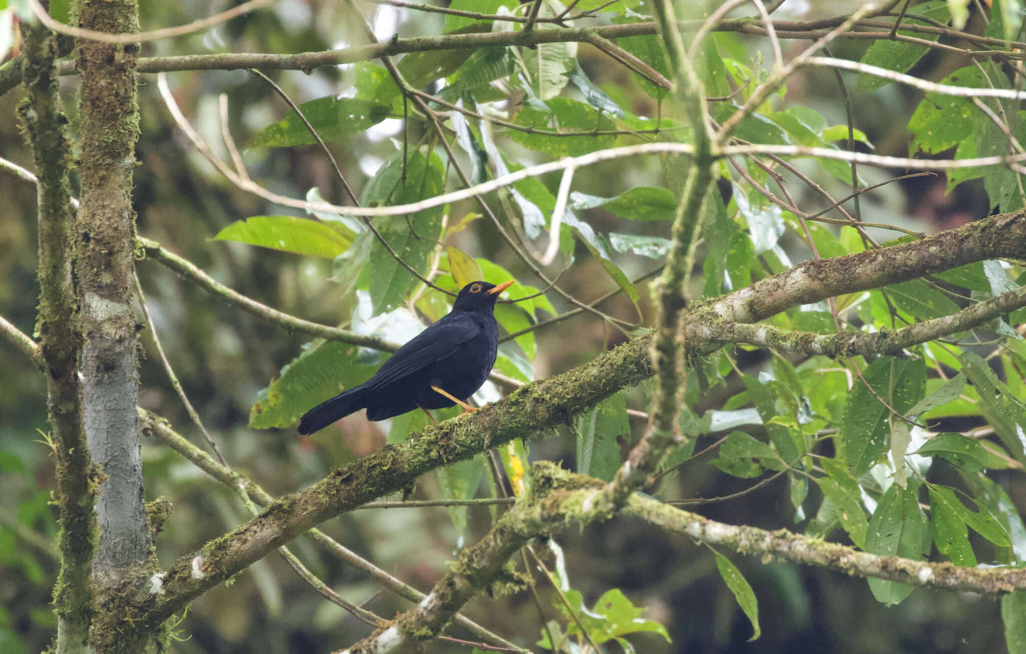 Image of Glossy-black Thrush