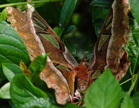 Image of Attacus caesar Maassen (1872)