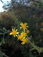 Plancia ëd Anisopappus schinzii (O. Hoffm.) Bengtson, M. Englund, Pruski & Anderb.