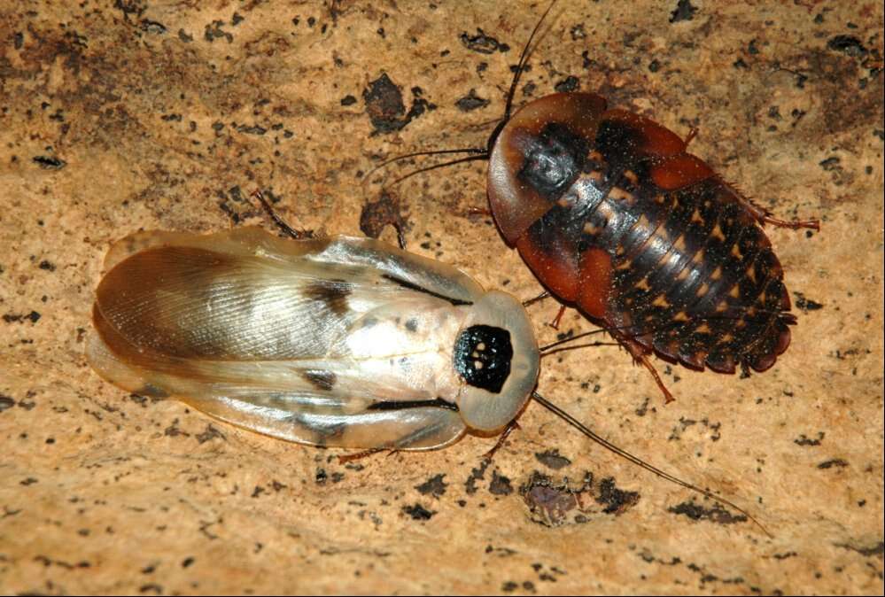 Image of Caribbean Giant Cockroach