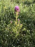 Image of denseflower Indian paintbrush