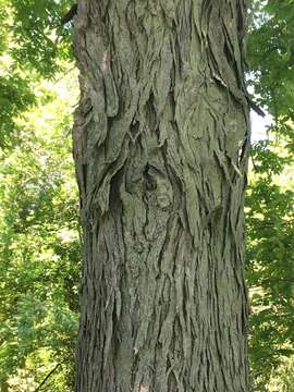 Image of shellbark hickory