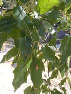 Image of Quercus runcinatifolia Trel. & C. H. Müll.