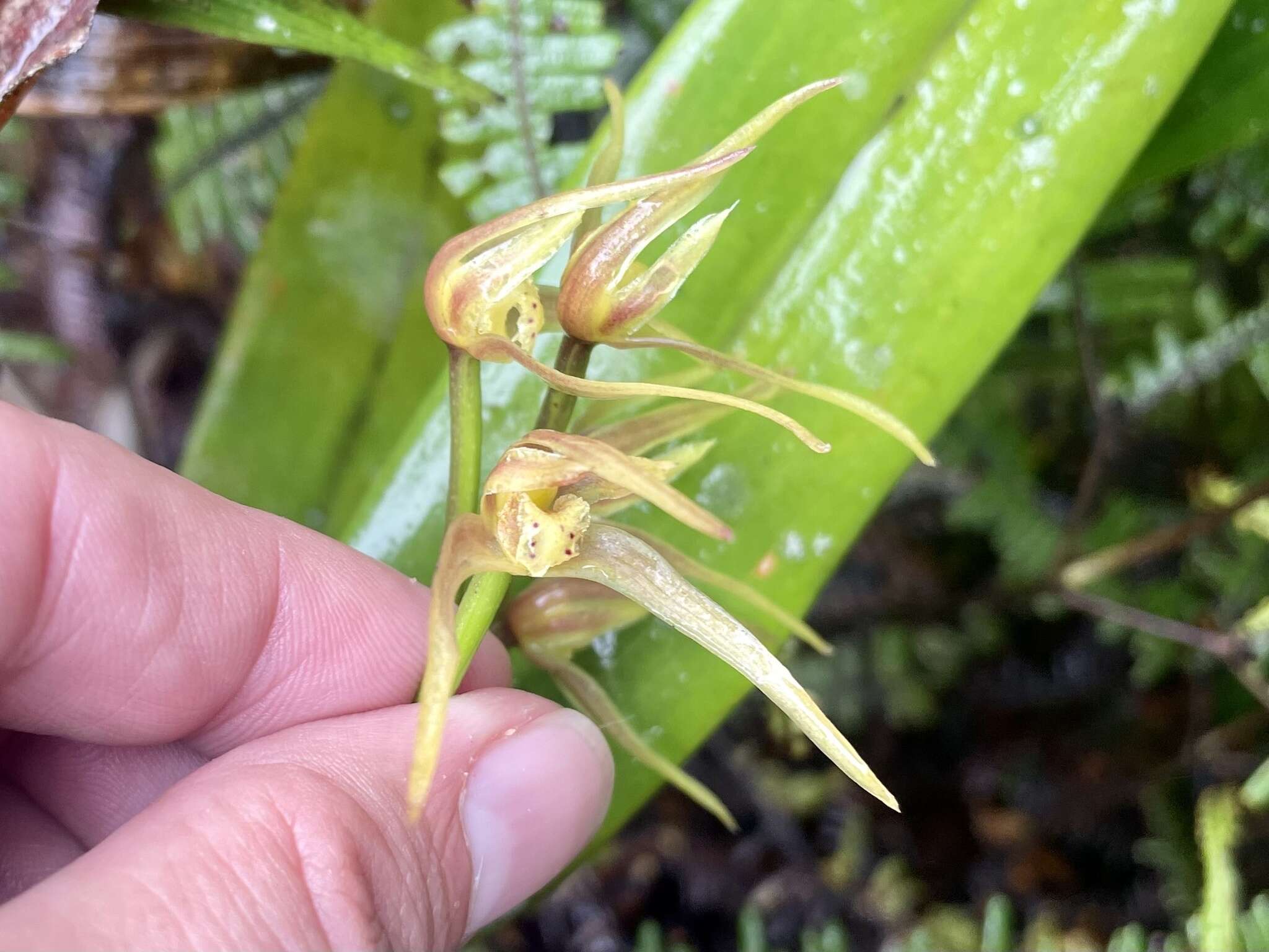 Image of Maxillaria montezumae (Arévalo & Christenson) Molinari