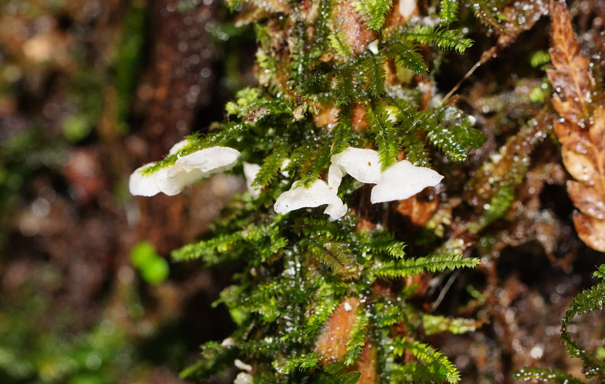 Image de Rimbachia bryophila (Pers.) Redhead 1984