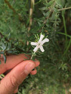 Image of Westringia fruticosa (Willd.) Druce