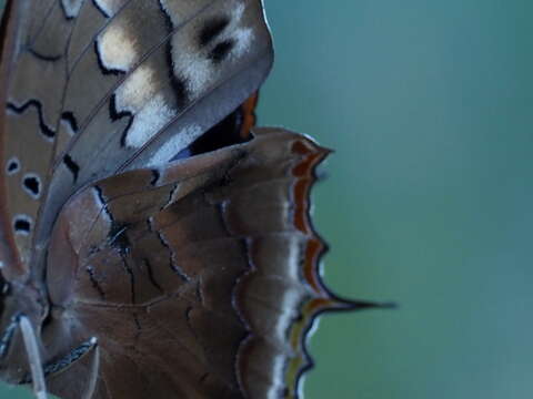 Imagem de Charaxes karkloof