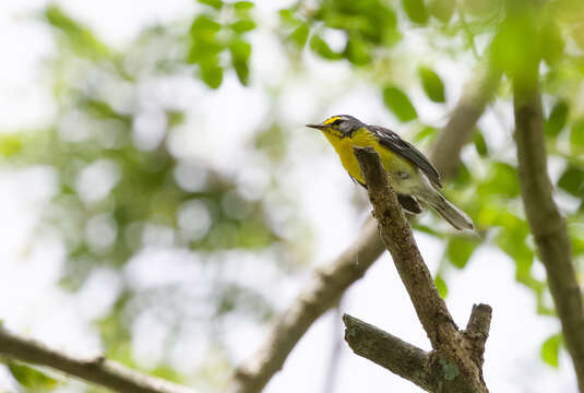 Image of Adelaide's Warbler