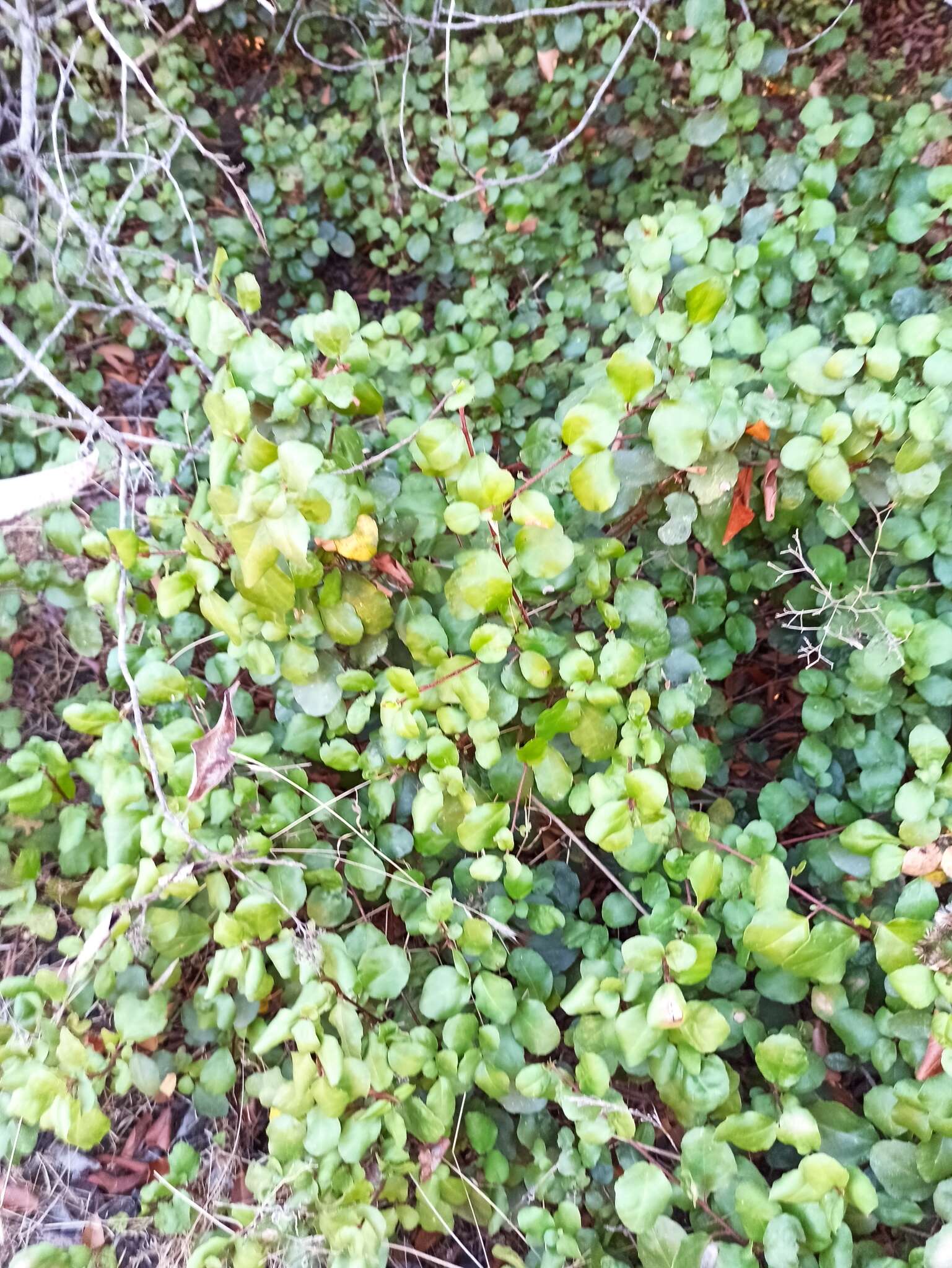 Image of island gooseberry