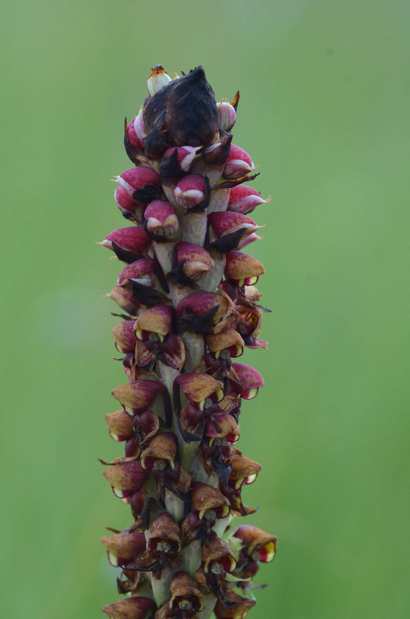 Image of Disa versicolor Rchb. fil.