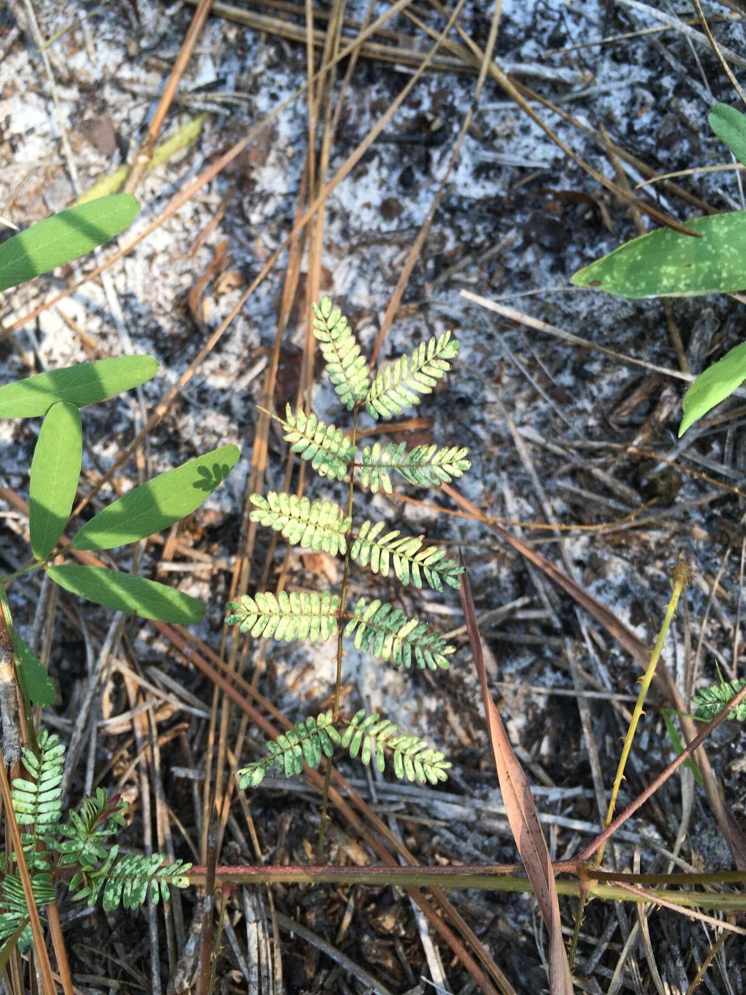 Image of Florida mimosa