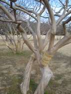 Image of Crape myrtle