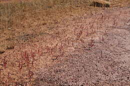 Image of Salicornia rubra A. Nelson