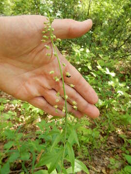 Image of Borodinia canadensis