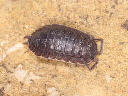 Image of Porcellio monticola Lereboullet 1853